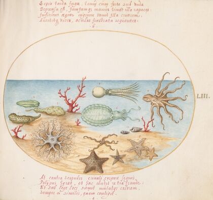 Plate 53; Sea Cucumbers, Coral, Octopus, Starfish, Squid, and Other Sea Creatures (1575-1590)