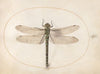 Plate 53; Southern Hawker Dragonfly (1575-1590)