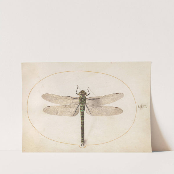 Plate 53; Southern Hawker Dragonfly (1575-1590) by Joris Hoefnagel