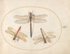 Plate 54; Hairy Dragonfly and Two Darters (1575-1590)