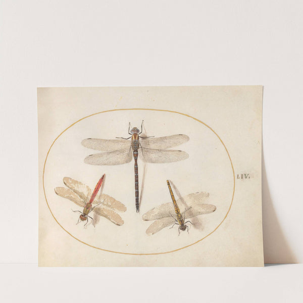 Plate 54; Hairy Dragonfly and Two Darters (1575-1590) by Joris Hoefnagel