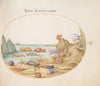 Plate 54; Sea Cucumbers, Sea Urchins, Starfish, a Sea Nettle, a ‘Sea Hare,’ and Other Marine Life (1575-1590)
