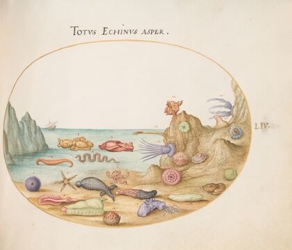 Plate 54; Sea Cucumbers, Sea Urchins, Starfish, a Sea Nettle, a ‘Sea Hare,’ and Other Marine Life (1575-1590)