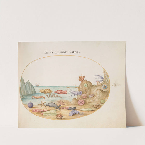 Plate 54; Sea Cucumbers, Sea Urchins, Starfish, a Sea Nettle, a ‘Sea Hare,’ and Other Marine Life (1575-1590) by Joris Hoefnagel