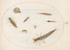 Plate 55; Aquatic Insects and Invertebrates, Including a Snail (1575-1590)