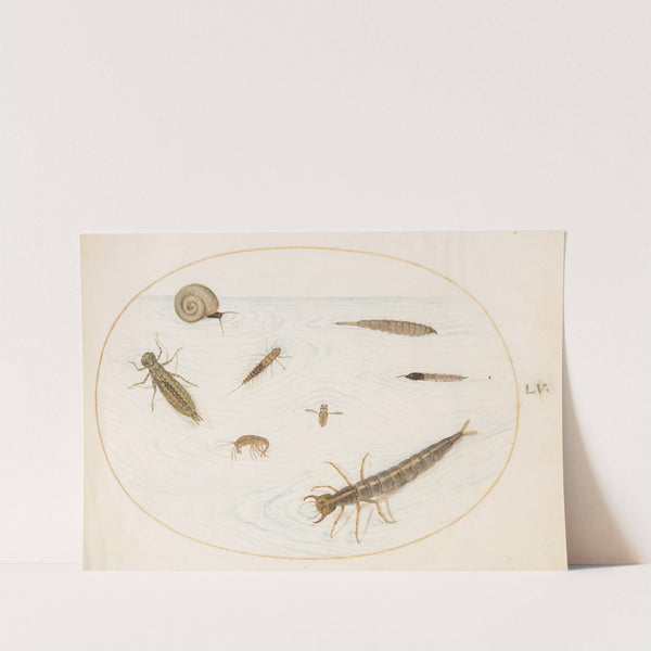 Plate 55; Aquatic Insects and Invertebrates, Including a Snail (1575-1590) by Joris Hoefnagel