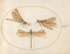 Plate 55; Three Green Damselflies with Brown Wings (Beautiful Desmoiselles) (1575-1590)
