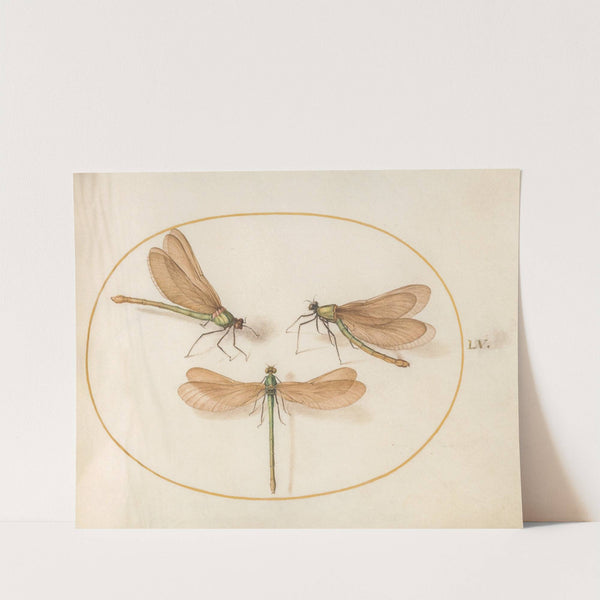 Plate 55; Three Green Damselflies with Brown Wings (Beautiful Desmoiselles) (1575-1590) by Joris Hoefnagel