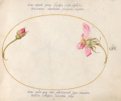 Plate 56; A Rosebud and a Disintegrating Pink Rose (1575-1590)