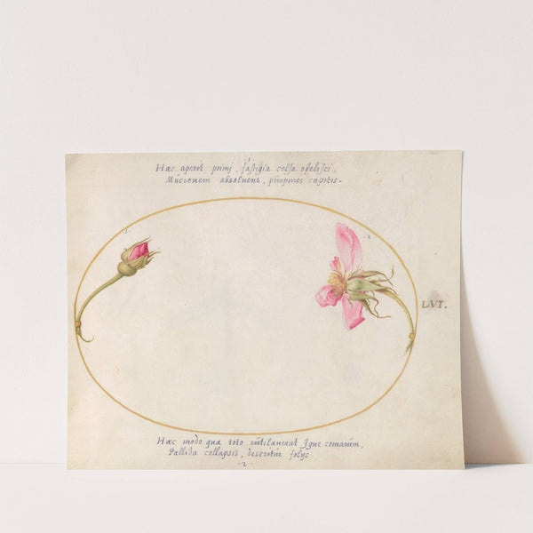 Plate 56; A Rosebud and a Disintegrating Pink Rose (1575-1590) by Joris Hoefnagel