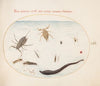 Plate 56; Water Scorpion, Water Measurer, Pond Skater, Red Water Mite, Leech, and Other Water Insects (1575-1590)