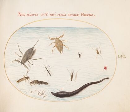 Plate 56; Water Scorpion, Water Measurer, Pond Skater, Red Water Mite, Leech, and Other Water Insects (1575-1590)