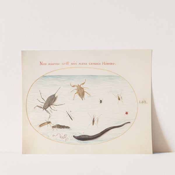 Plate 56; Water Scorpion, Water Measurer, Pond Skater, Red Water Mite, Leech, and Other Water Insects (1575-1590) by Joris Hoefnagel