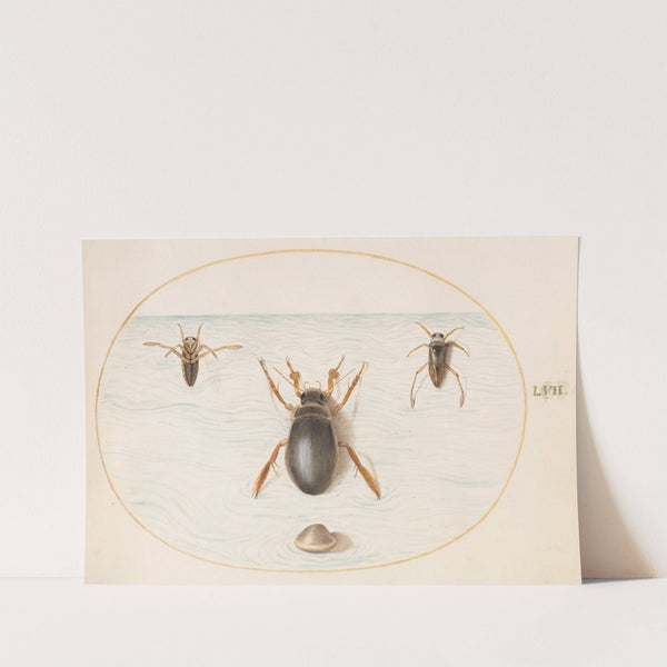 Plate 57; A Diving Beetle and Two Views of a Backswimmer (1575-1590) by Joris Hoefnagel