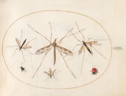 Plate 57; A Ladybug, a Fly, and Four Other Insects (1575-1590)