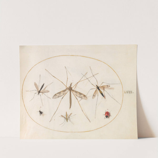 Plate 57; A Ladybug, a Fly, and Four Other Insects (1575-1590) by Joris Hoefnagel