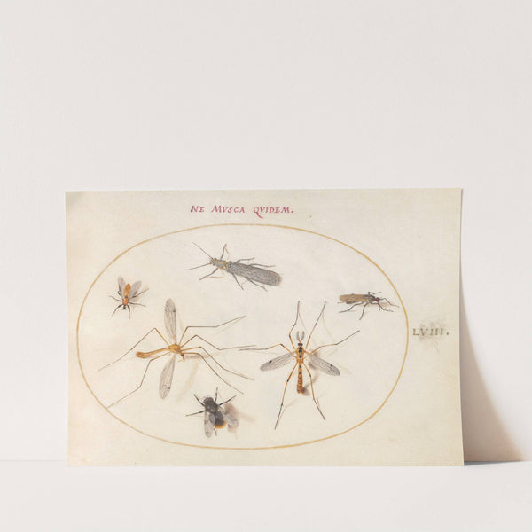 Plate 58; A Bee and Five Other Insects (1575-1590) by Joris Hoefnagel