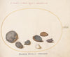 Plate 58; Shells, including Abalone (1575-1590)