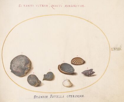 Plate 58; Shells, including Abalone (1575-1590)