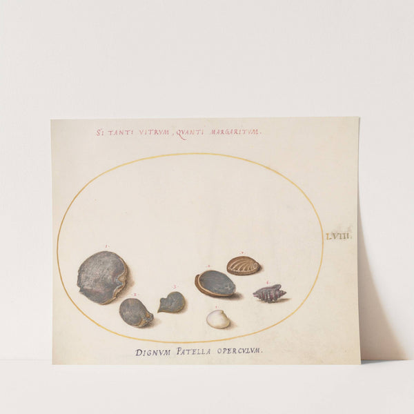 Plate 58; Shells, including Abalone (1575-1590) by Joris Hoefnagel