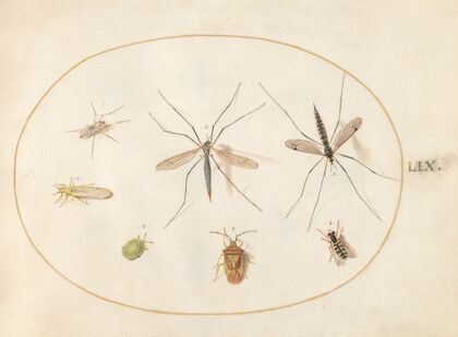 Plate 59; Seven Insects, Including a Hawthorn Shield Bug, Crane Flies, and a Hoverfly (1575-1590)