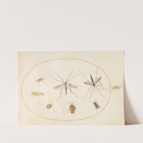 Plate 59; Seven Insects, Including a Hawthorn Shield Bug, Crane Flies, and a Hoverfly (1575-1590) by Joris Hoefnagel