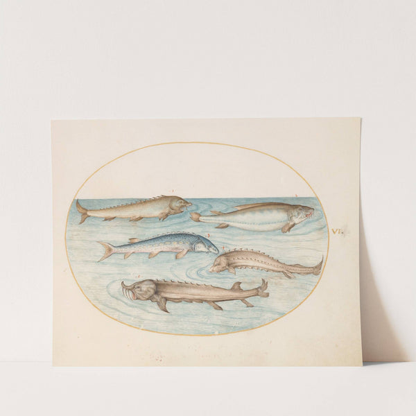 Plate 6; Five Catfish and Sturgeon (1575-1590) by Joris Hoefnagel