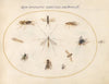 Plate 60; Flies and Other Insects (1575-1590)