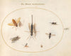Plate 61; Seven Insects, Including Flies (1575-1590)