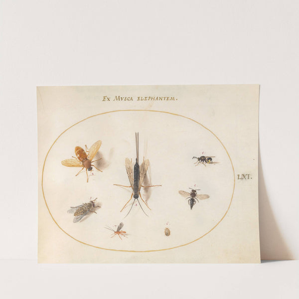 Plate 61; Seven Insects, Including Flies (1575-1590) by Joris Hoefnagel