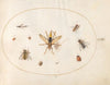 Plate 62; Ten Insects (1575-1590)