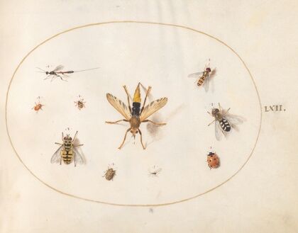 Plate 62; Ten Insects (1575-1590)