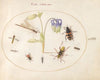 Plate 63; A Dragonfly, a Spotted Longhorn, a Sexton Beetle, and Other Insects with a Blue and White Columbine (1575-1590)