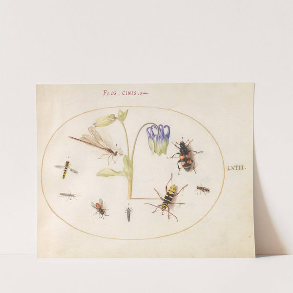 Plate 63; A Dragonfly, a Spotted Longhorn, a Sexton Beetle, and Other Insects with a Blue and White Columbine (1575-1590) by Joris Hoefnagel