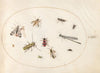 Plate 64; Eleven Insects, Including a Dragonfly and Longhorn Beetle (1575-1590)