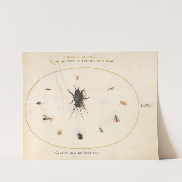 Plate 65; A Cricket Surrounded by Insects, Including a Ruby-Tailed Wasp (1575-1590) by Joris Hoefnagel