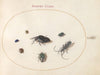 Plate 66; Two Oil Beetles, a Longhorn Beetle, and Four Other Insects (1575-1590)