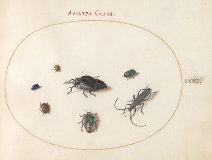 Plate 66; Two Oil Beetles, a Longhorn Beetle, and Four Other Insects (1575-1590)