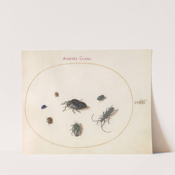 Plate 66; Two Oil Beetles, a Longhorn Beetle, and Four Other Insects (1575-1590) by Joris Hoefnagel
