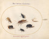 Plate 67; Seven Insects, Including a White Butterfly and a Bee (1575-1590)