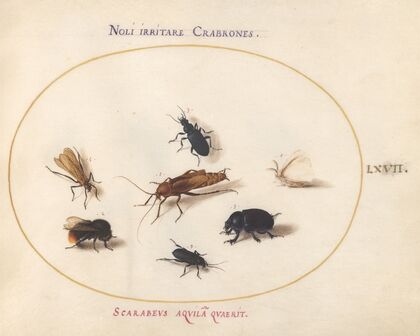 Plate 67; Seven Insects, Including a White Butterfly and a Bee (1575-1590)