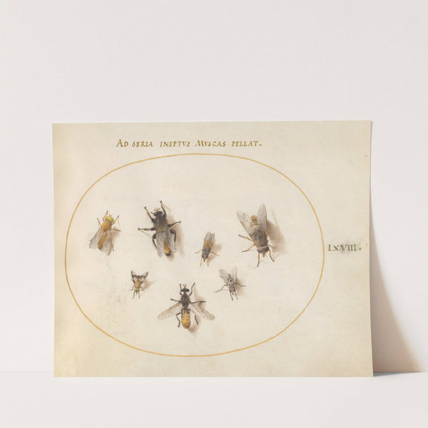 Plate 68; Seven Bees and Flies (1575-1590) by Joris Hoefnagel