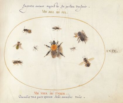 Plate 69; Nine Bees and Other Insects (1575-1590)