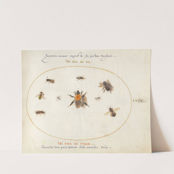 Plate 69; Nine Bees and Other Insects (1575-1590) by Joris Hoefnagel
