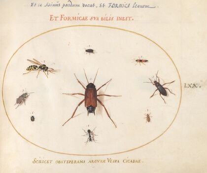 Plate 70; A Roach Surrounded by Insects (1575-1590)