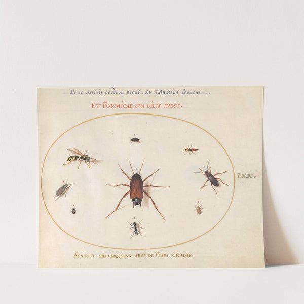 Plate 70; A Roach Surrounded by Insects (1575-1590) by Joris Hoefnagel