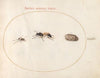 Plate 71; Two Wasps and a Pill Bug (1575-1590)
