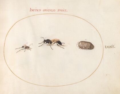 Plate 71; Two Wasps and a Pill Bug (1575-1590)