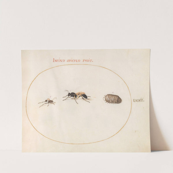 Plate 71; Two Wasps and a Pill Bug (1575-1590) by Joris Hoefnagel