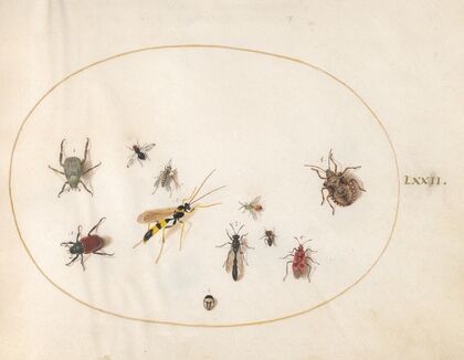 Plate 72; Shield Bug, Cinnamon Bug, Wasp, and Other Insects (1575-1590)